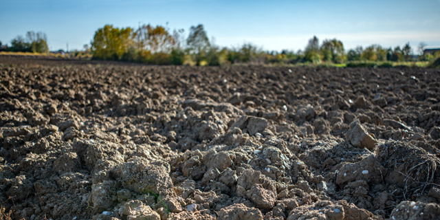 Symbolbild: Radon Vorkommen. Nahansicht der Erde eines Feldes. Am Horizont stehen einige Bäume